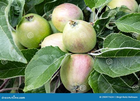 Green Apples on a Apple Tree Stock Photo - Image of delicious, green ...