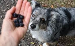 Cachorro Pode Comer Manga Descubra Blog Da Cobasi