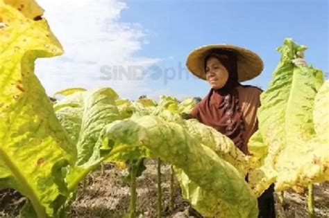 Petani Tembakau Minta Dilibatkan Dalam Penyusunan RPP Kesehatan