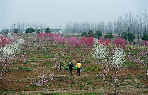 三十岗乡图片三十岗乡图片大全三十岗乡图片素材