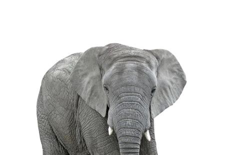 Elephant Head Silhouette Stock Photos, Images and Backgrounds for Free ...