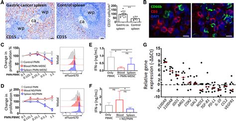 Human Splenic Polymorphonuclear Myeloidderived Suppressor Cells Pmn