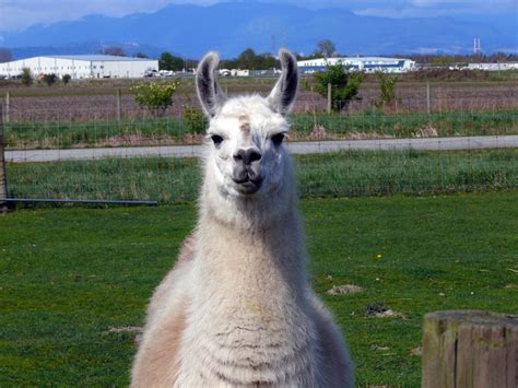 Creating The Proper Shelter For Your Llama The Last Ride