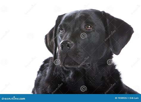 Portrait Of Black Labrador Dog Stock Photo Image Of Single