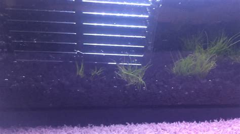 Dwarf Hairgrass Homedeco Aquarium Glossostigma Hemianthus