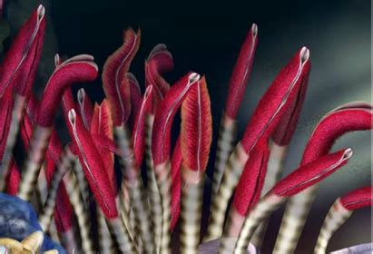 Giant Tube Worm - Digestive System