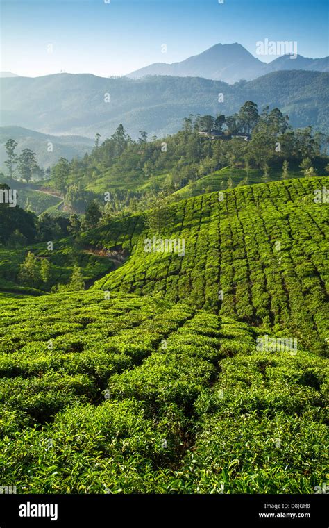 Beautiful fresh green tea plantation in Munnar, Kerala, India Stock ...