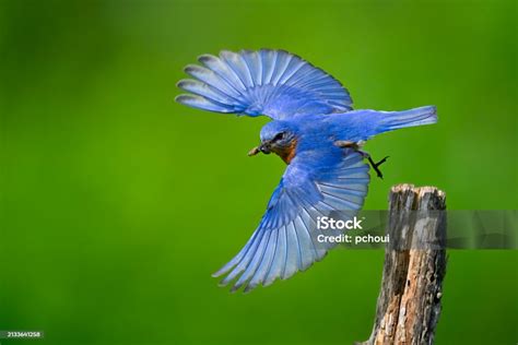 Eastern Bluebird Male In Flight Stock Photo Download Image Now