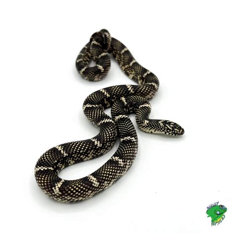 Ruthveni King Snake Cb Baby Strictly Reptiles Inc