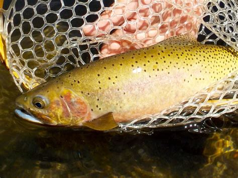 Fly Fishing Middle Fork Salmon Hughes River Expedtions