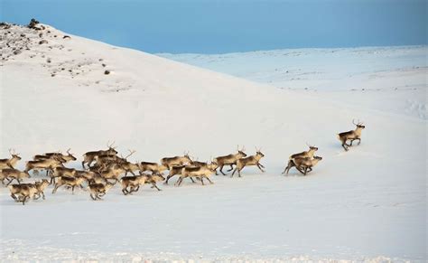 The best places to watch wildlife in Iceland - Lonely Planet