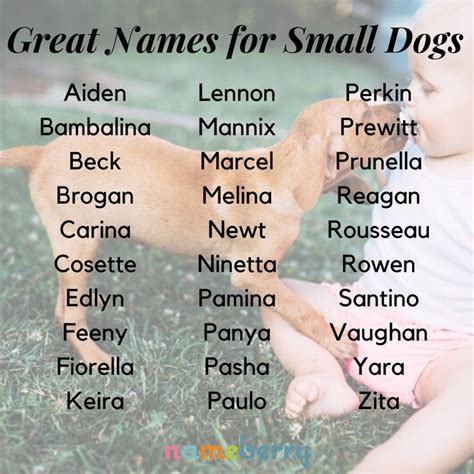 107 Great Names for Small Dogs | Names, Dog names, Baby names