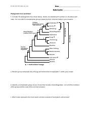 Phylogenetic Tree Practice Worksheets With Answers