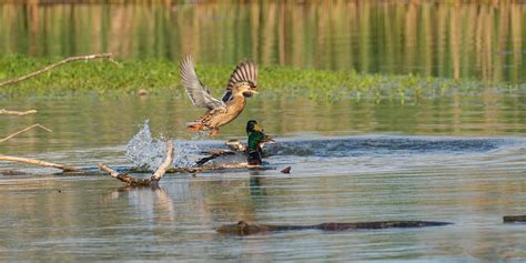 Mallard Duck Bird Free Photo On Pixabay Pixabay