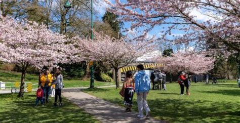 Vancouver Cherry Blossom Festival will bloom after avoiding funding crisis | Listed