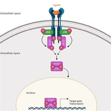 Schematic Representation Of The JAK And STAT Protein Domains