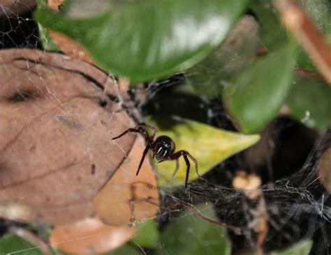 Identifying Spiders By Their Webs A Guide To Common Australian Spiders