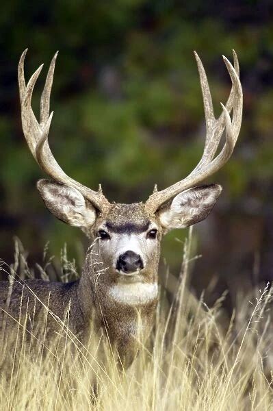 Mule Deer Buck Autumn Western Usa Ptl6901 Our Beautiful Wall Art And