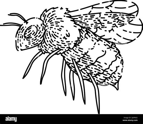 Bee Honey Sketch Hand Drawn Vector Stock Vector Image And Art Alamy