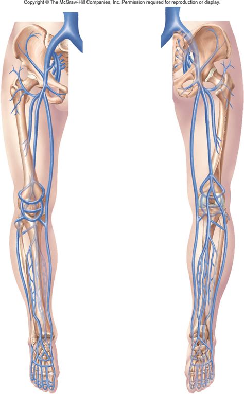 Veins Of The Pelvis And Lower Limb Diagram Quizlet