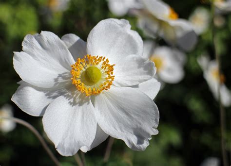 Free Photo White Flower With Yellow Center Bloom Blossom Flora