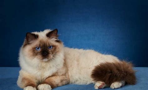 Calico Ragdoll Cat (Everything You Need To Know About Calico Ragdoll Cats And Calico Ragdoll ...