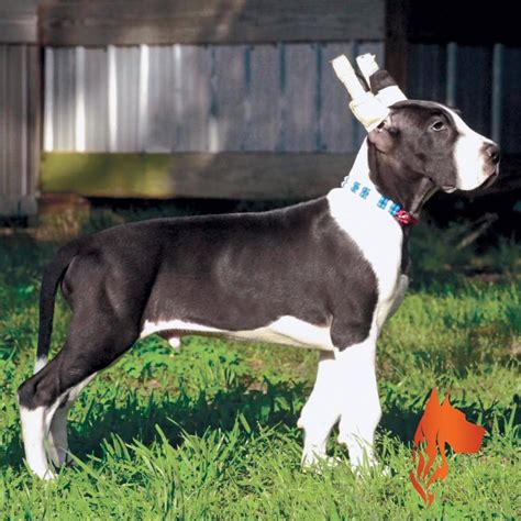 Great Dane Puppy Cropped Ears