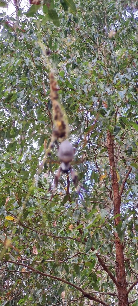 Australian Golden Orbweaver From Waroona AU WA AU On March 13 2022