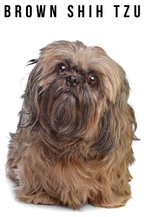 What Are Rare Shih Tzu Colors