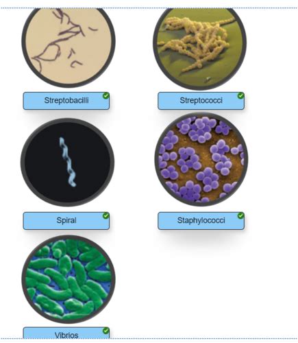 Bacteria Arrangement