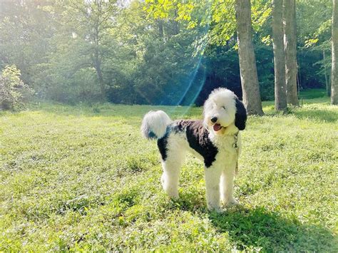 Types of Sheepadoodle Coat Colors! With Pictures!