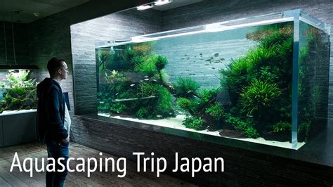 Beautiful ADA Nature Aquarium Gallery and Aquascape Timelapse - YouTube