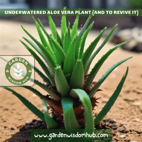 6 Signs Of An Underwatered Aloe Vera Plant And To Revive It Garden Wisdom Hub