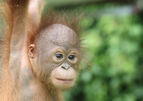 Agops Adoption Video Orangutan Appeal Uk