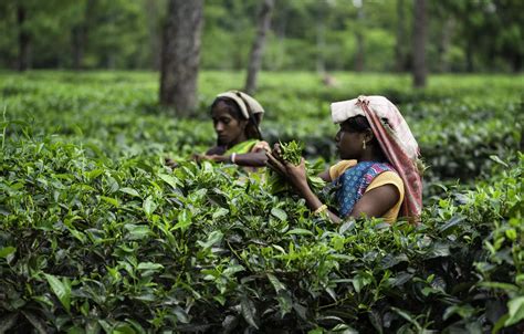 Tea Tourism Assam Brewing Tourism Projects In Its Tea Estates Et Travelworld