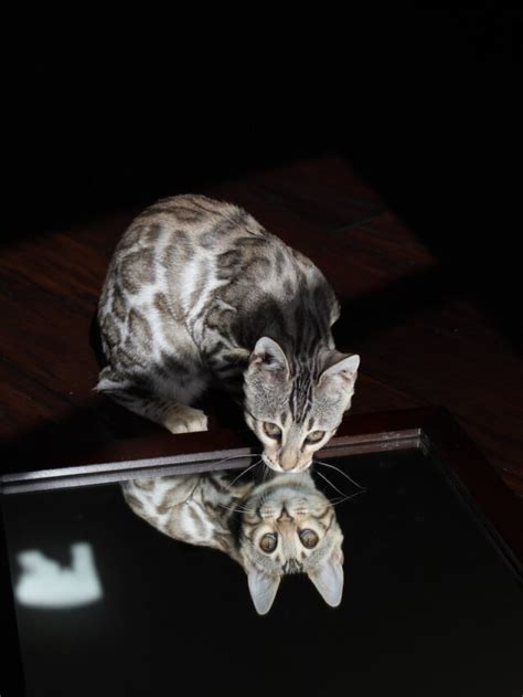 Key Differences Between Savannah Cat Vs Bengal Cat