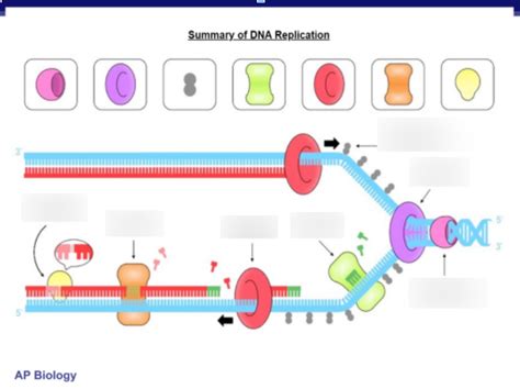 Dna Replication Diagram Quizlet