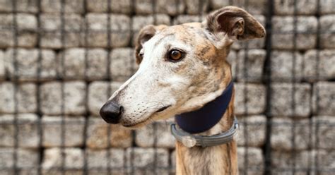 Galgo Español Características Carácter Y Salud En Imágenes