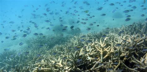 The Great Barrier Reef Pollution