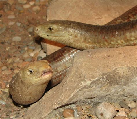 Sheltopusik Lizard Glass Lizard Animalia