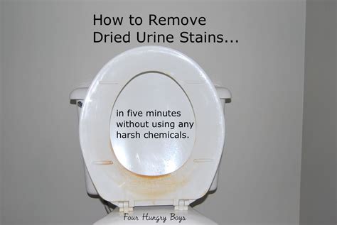 How To Remove Dried Urine From A Toilet Seat Cleaning Tips Toilet