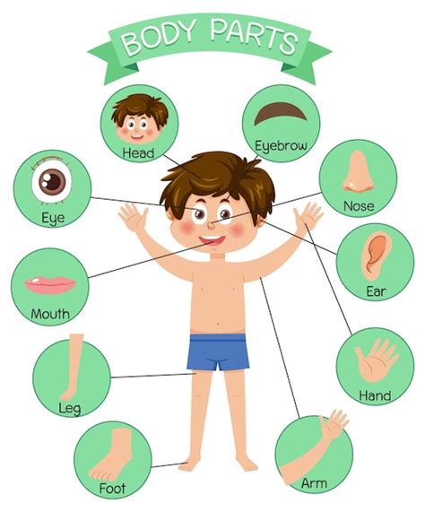 Parties Du Corps Avec Vocabulaire Vecteur Premium
