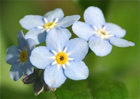 Myosotis des forêts informations Fleurs sauvage du Québec