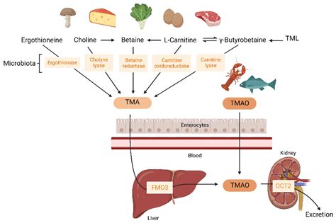 Ijms Free Full Text Gut Microbiota Derived Tmao A Causal Factor