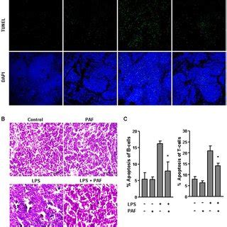 Effects Of Paf On Lps Induced Inflammatory Cytokine Production A