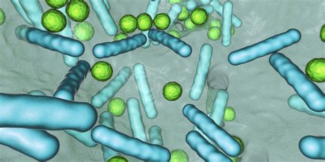 Biofilm Das Bact Rias Haste Dadas Forma E Esf Ricas Ilustra O Stock