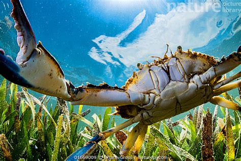 Stock Photo Of Atlantic Blue Crab Callinectes Sapidus Hunting In