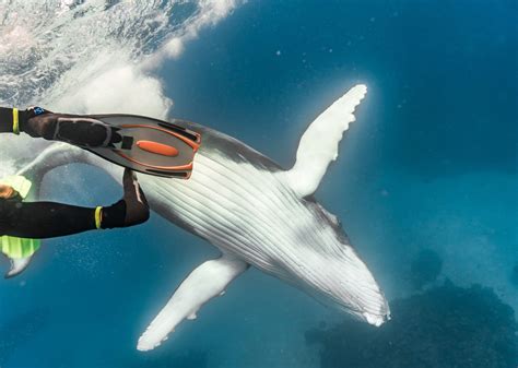 Swimming With Humpback Whales In Tonga An Unforgettable Experience