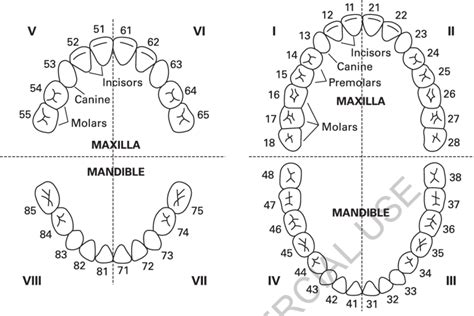 Primary Teeth Numbering Chart