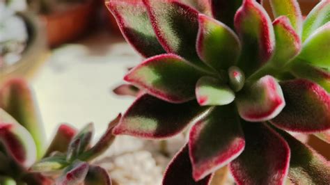 Echeveria Pulvinata Devotion Canbio De Sustrato Youtube